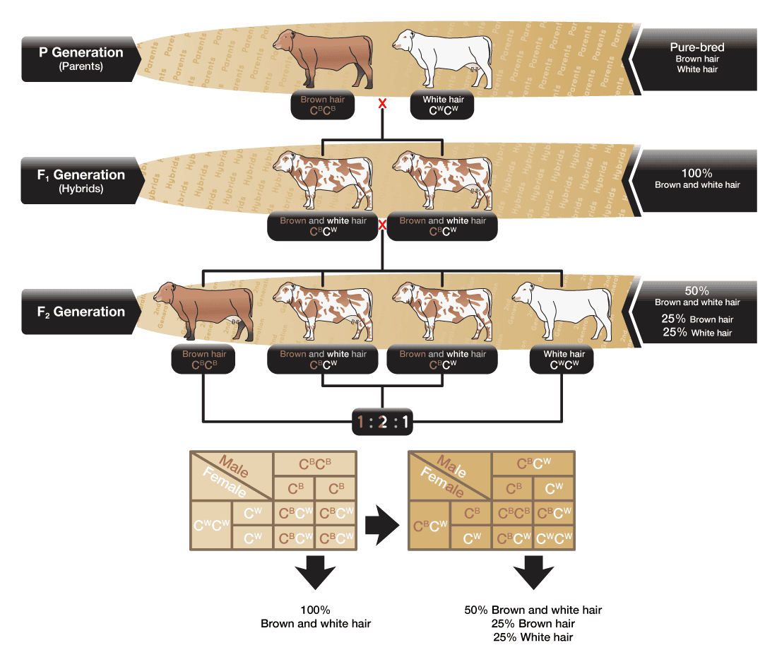 Breeding Traits Infographic